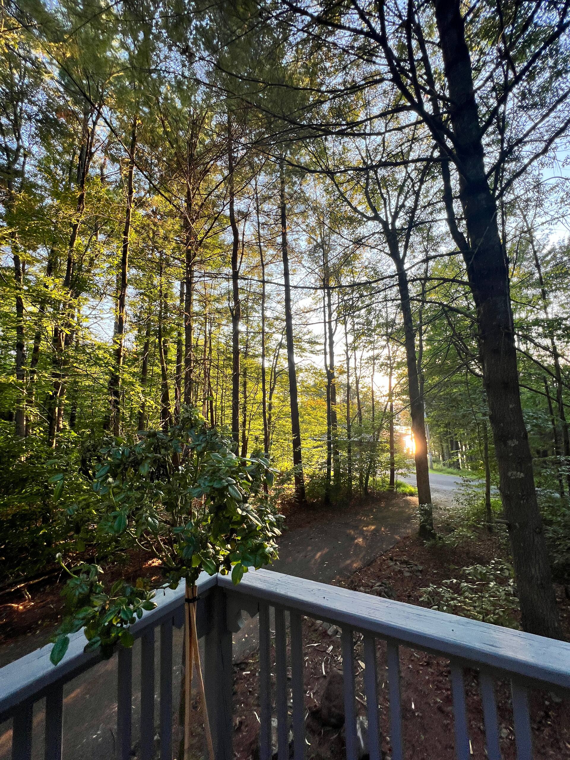 Treetops seen from the deck